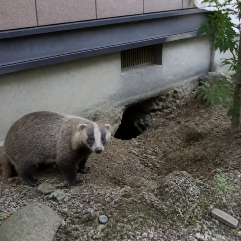 住宅の基礎付近を掘るアナグマのイメージ