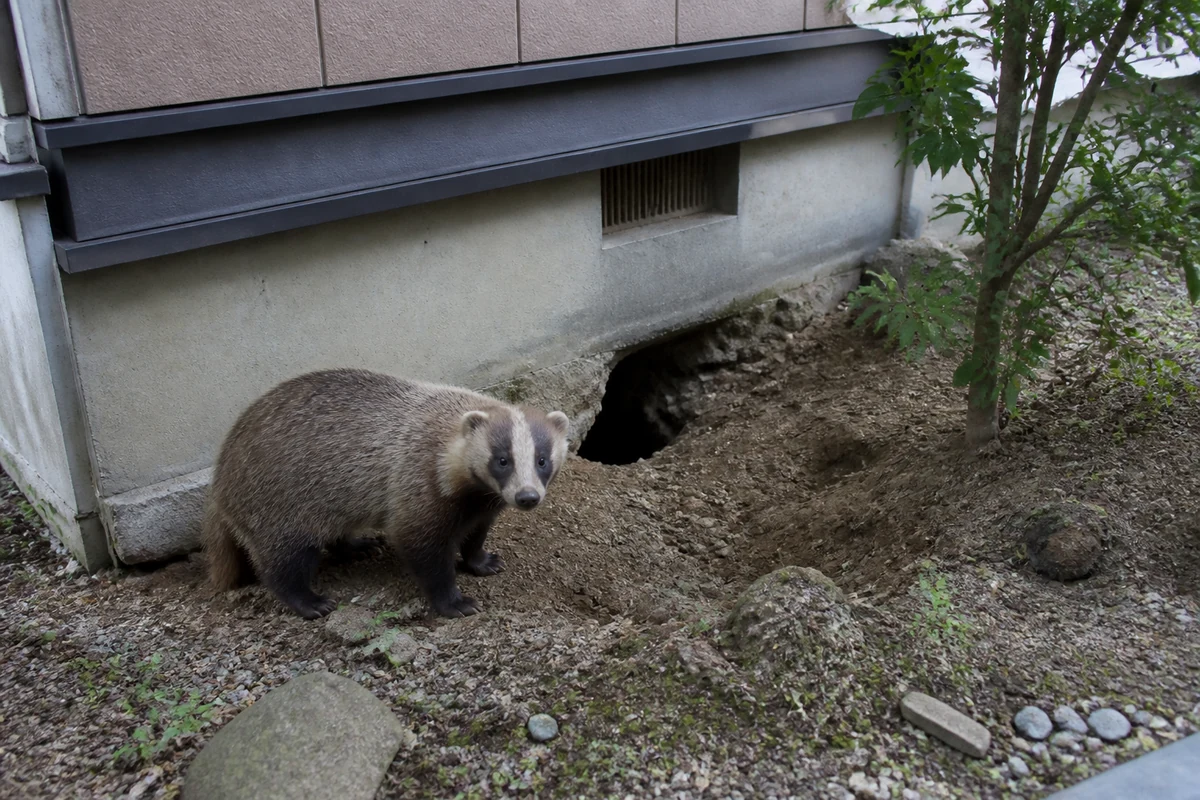 住宅の基礎付近に穴を掘るアナグマ