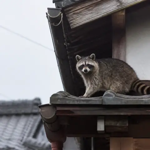 軒天の破損箇所に近づくアライグマのイメージ