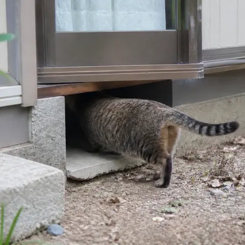 住宅の床下へ近づく猫のイメージ