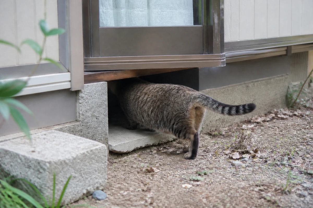 住宅の床下付近へ入り込む猫