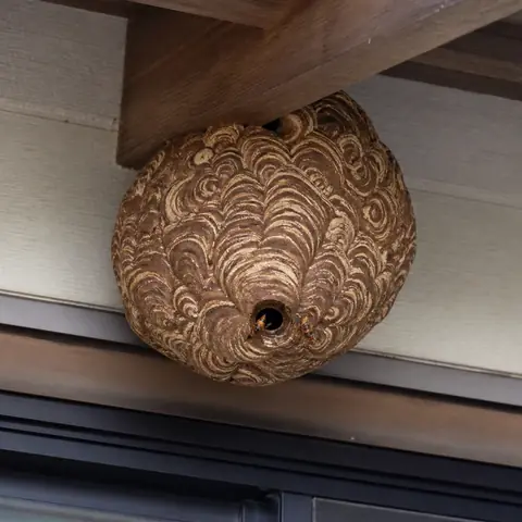 軒下にできたスズメバチの巣を安全な距離から見たイメージ